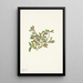 Willow of the Rocks Salix petrophila - Mary Vaux Walcott — framed artwork on a wall