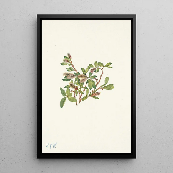 Willow of the Rocks Salix petrophila - Mary Vaux Walcott — framed artwork on a wall