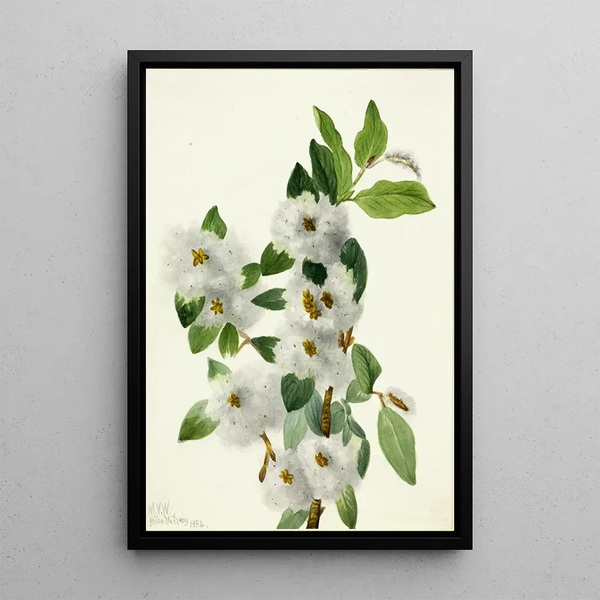 Willow of the Rocks Salix vestita - Mary Vaux Walcott — framed artwork on a wall