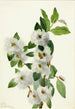Willow of the Rocks Salix vestita - Mary Vaux Walcott — artwork view
