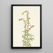 Artemisia discolor - Mary Vaux Walcott — framed artwork on a wall