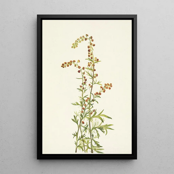 Artemisia discolor - Mary Vaux Walcott — framed artwork on a wall
