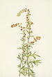 Artemisia discolor - Mary Vaux Walcott — artwork view
