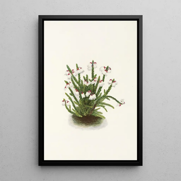 Cassiope of the Rocky Mountains Cassiope mertensiana - Mary Vaux Walcott — framed artwork on a wall