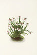 Cassiope of the Rocky Mountains Cassiope mertensiana - Mary Vaux Walcott — artwork view