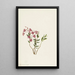 Mountain Kalmia - Mary Vaux Walcott — framed artwork on a wall