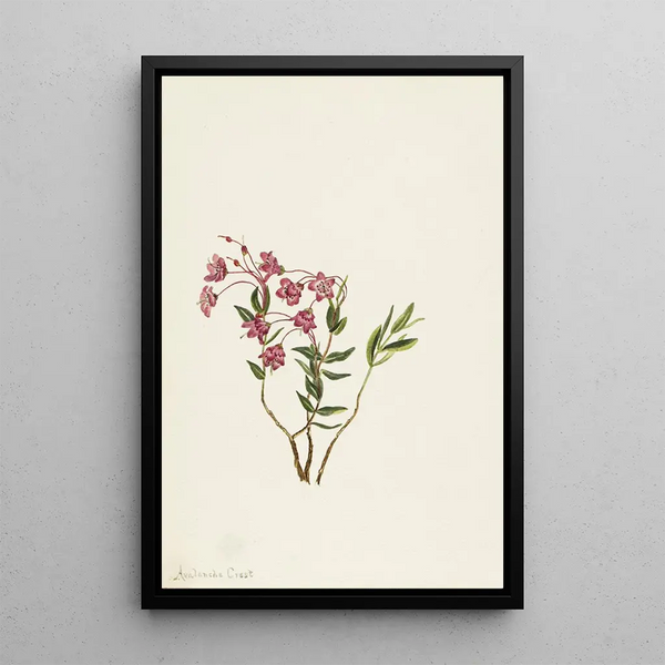 Mountain Kalmia - Mary Vaux Walcott — framed artwork on a wall