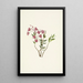 Kalmia des montagnes Rocheuses Kalmia microphylla - Mary Vaux Walcott — framed artwork on a wall