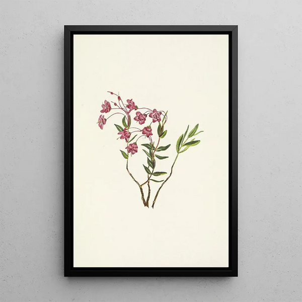 Kalmia des montagnes Rocheuses Kalmia microphylla - Mary Vaux Walcott — framed artwork on a wall
