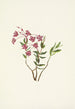 Kalmia des montagnes Rocheuses Kalmia microphylla - Mary Vaux Walcott — artwork view