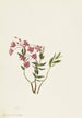 Mountain Kalmia - Mary Vaux Walcott — artwork view