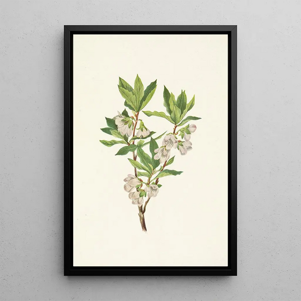 Rhododendron of the Rocky Mountains Rhododendron albiflorum - Mary Vaux Walcott — framed artwork on a wall