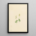 Mountain Twayblade Ophrys necrophylla Painting by Mary Vaux Walcott — framed artwork on a wall