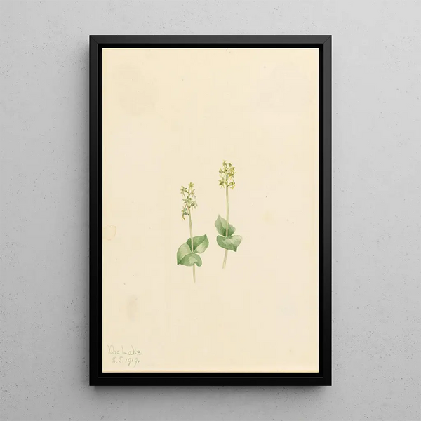 Mountain Twayblade Ophrys necrophylla Painting by Mary Vaux Walcott — framed artwork on a wall
