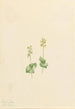 Mountain Twayblade Ophrys necrophylla Painting by Mary Vaux Walcott — artwork view