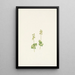 Twayblade of the Rocky Mountains Ophrys nephrophylla - Mary Vaux Walcott — framed artwork on a wall