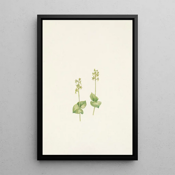Twayblade of the Rocky Mountains Ophrys nephrophylla - Mary Vaux Walcott — framed artwork on a wall