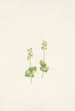 Twayblade of the Rocky Mountains Ophrys nephrophylla - Mary Vaux Walcott — artwork view