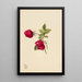 Rose - Mary Vaux Walcott — framed artwork on a wall