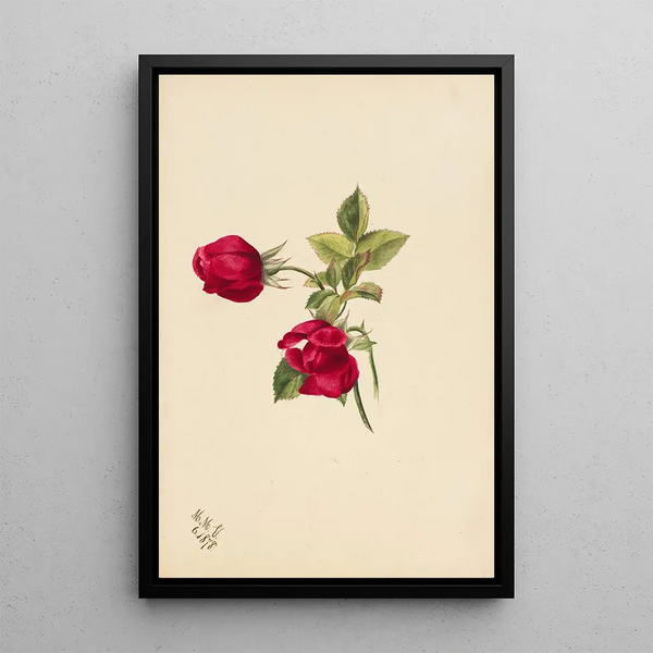 Rose - Mary Vaux Walcott — framed artwork on a wall