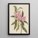 Rhododendron RoseBay Rhododendron carolinianum - Mary Vaux Walcott — framed artwork on a wall