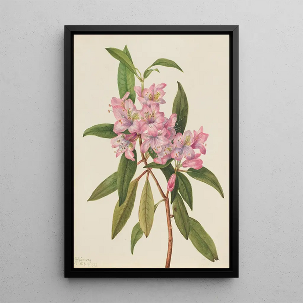 Rhododendron RoseBay Rhododendron carolinianum - Mary Vaux Walcott — framed artwork on a wall