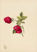 Rose - Mary Vaux Walcott — artwork view