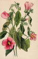Gentiane rose Sabbatia angularis - Mary Vaux Walcott — artwork view