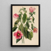 Gentiane rose Sabbatia angularis - Mary Vaux Walcott — framed artwork on a wall