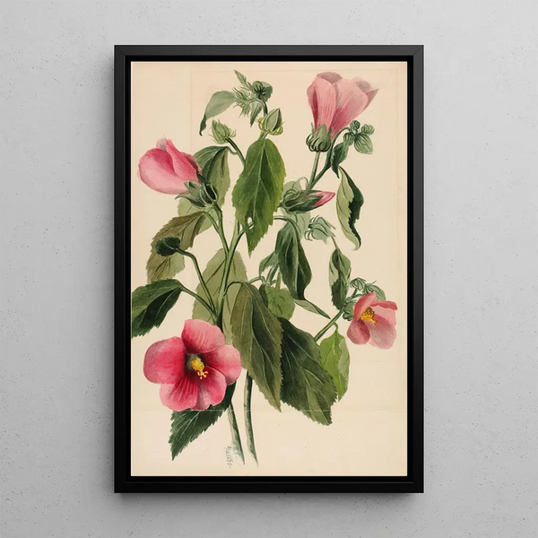 Gentiane rose Sabbatia angularis - Mary Vaux Walcott — framed artwork on a wall