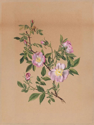 Mary Vaux Walcott - Rose Mallow Hibiscus moscheutos.webp