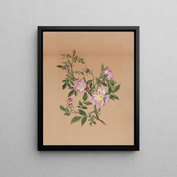 Mauve pink Hibiscus moscheutos - Mary Vaux Walcott — framed artwork on a wall