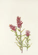 Castillieja rose Castilleja pallida - Mary Vaux Walcott — artwork view