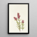 Castillieja rose Castilleja pallida - Mary Vaux Walcott — framed artwork on a wall