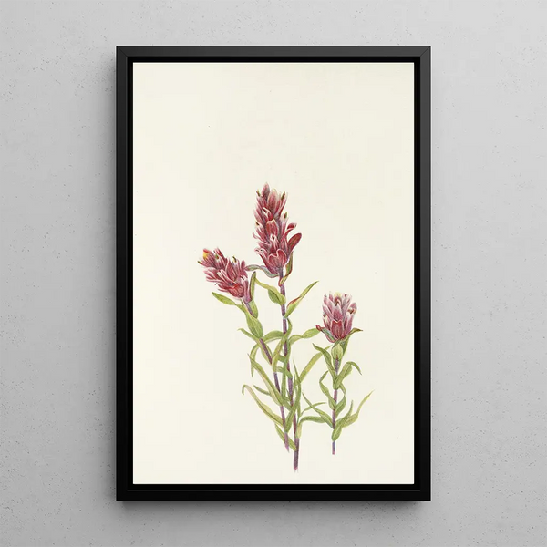 Castillieja rose Castilleja pallida - Mary Vaux Walcott — framed artwork on a wall