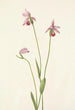 Pogonie rose Pogonia ophioglossoides - Mary Vaux Walcott — artwork view