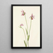 Pogonie rose Pogonia ophioglossoides - Mary Vaux Walcott — framed artwork on a wall