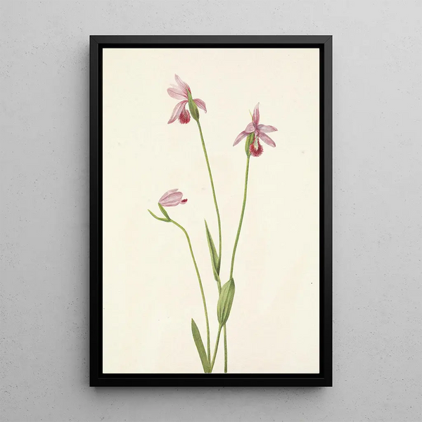 Pogonie rose Pogonia ophioglossoides - Mary Vaux Walcott — framed artwork on a wall
