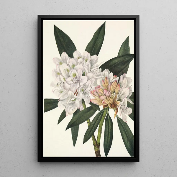 Rhododendron Rosebay Rhododendron maximum - Mary Vaux Walcott — framed artwork on a wall