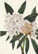 Rhododendron Rosebay Rhododendron maximum - Mary Vaux Walcott — artwork view