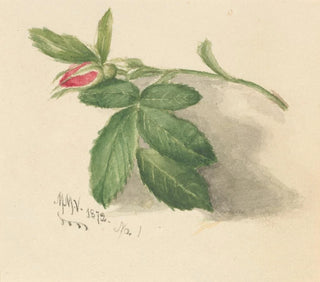 Rosebud - Mary Vaux Walcott — artwork view