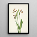 Orchid bouton de rose Pogonia divaricata - Mary Vaux Walcott — framed artwork on a wall