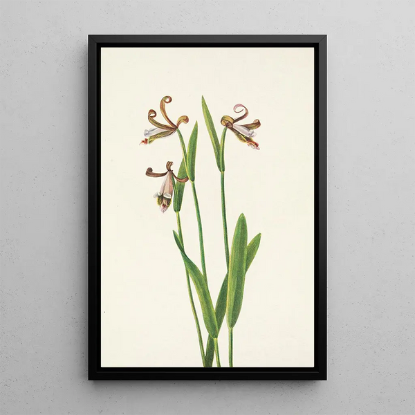 Orchid bouton de rose Pogonia divaricata - Mary Vaux Walcott — framed artwork on a wall