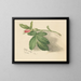 Rosebud - Mary Vaux Walcott — framed artwork on a wall