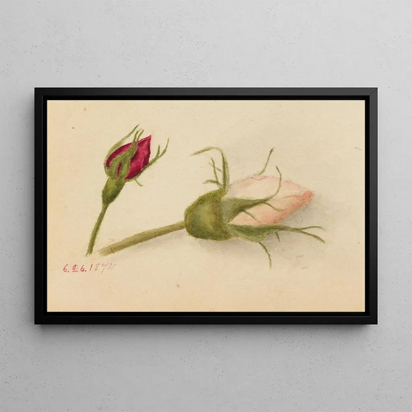 Rose Button Painting - Mary Vaux Walcott — framed artwork on a wall