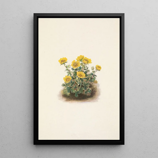 Potentille en rosette Potentilia uniflora - Mary Vaux Walcott — framed artwork on a wall