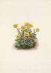 Potentille en rosette Potentilia uniflora - Mary Vaux Walcott — artwork view