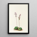 Orchis à feuilles rondes Orchis rotundifolia - Mary Vaux Walcott — framed artwork on a wall