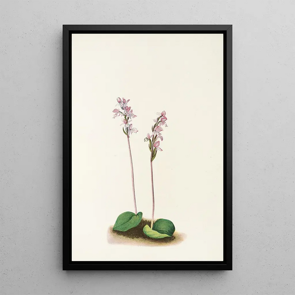Orchis à feuilles rondes Orchis rotundifolia - Mary Vaux Walcott — framed artwork on a wall
