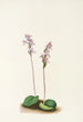 Orchis à feuilles rondes Orchis rotundifolia - Mary Vaux Walcott — artwork view